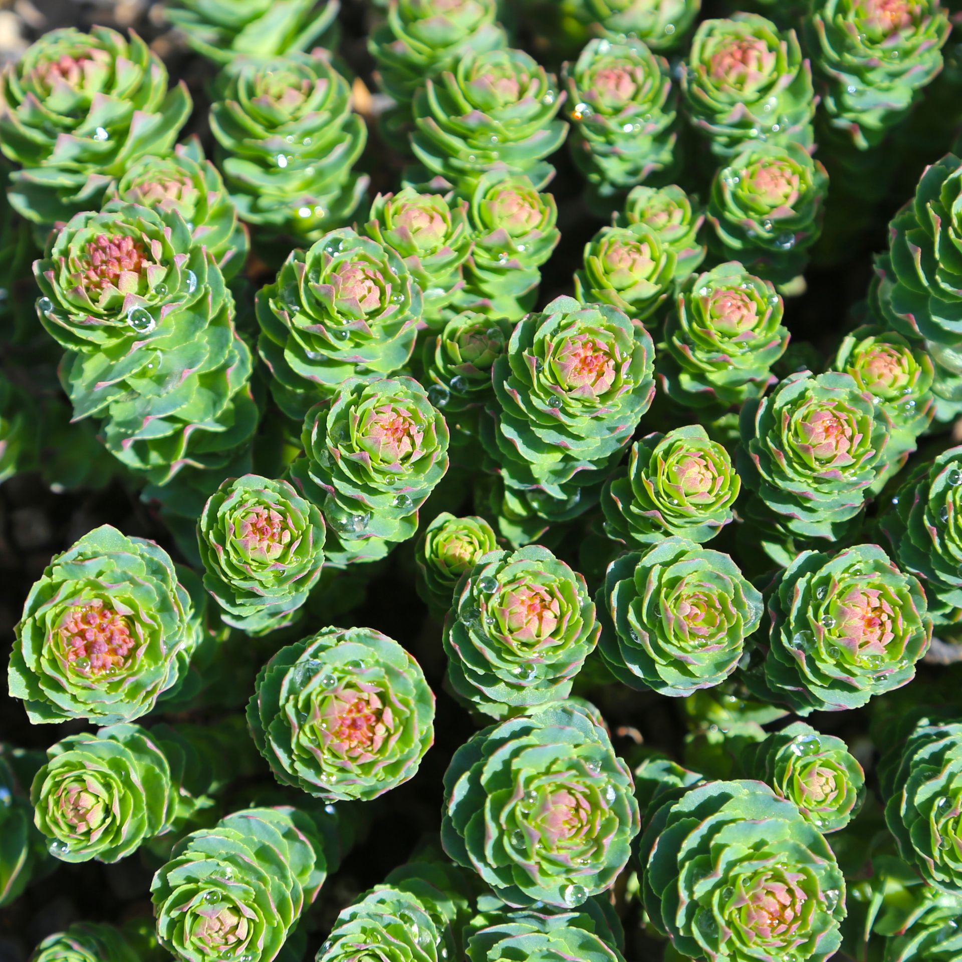 Rhodiola Rosea Plus 